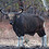 banteng999
