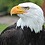 eagleo0