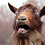 Largoat