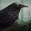 Ravensec