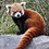 redteampanda